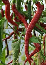 BPA Red Cayenne Pepper Seeds 50 Long Thin Health Herb Hot Spicy From US - £7.12 GBP