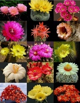 50 Seeds Flowering Cactus Mix Plant garden - £11.28 GBP