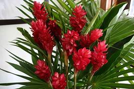 Hawaiian Tropical RED Ginger Plant Root ~ Grow Hawaii - $23.88