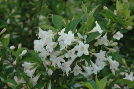 White Weigela 4 Inch Pot Weigela Florida White Fresh Garden - $35.88
