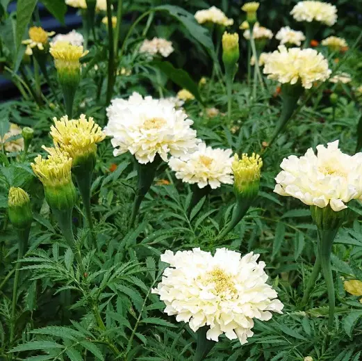 SKMO African Marigold Kilimanjaro White Tall Flowers 50 Seeds Indoor Gar... - £8.19 GBP