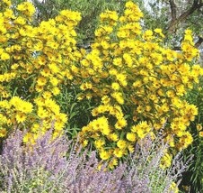 PS 101 Maximilian Prairie Sunseeds Native Wildflower Heat Cold Drought F... - $231.63 MXN