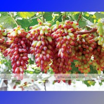 1 Pack 100 Seeds Pack Manicure Finger Grape Seed Plant Seedling #Nf472 Fresh See - £5.41 GBP