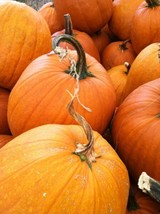 Jack O Lantern Pumpkin 10 Seeds Cucurbitapepo Squash Halloween Decorative - £7.74 GBP