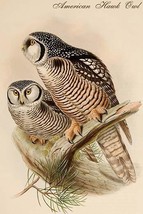American Hawk Owl 20 x 30 Poster - $25.98