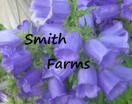 PPA 25+ Seeds Blue Canterbury Bells Flowers Campanula Flower Garden - $6.83