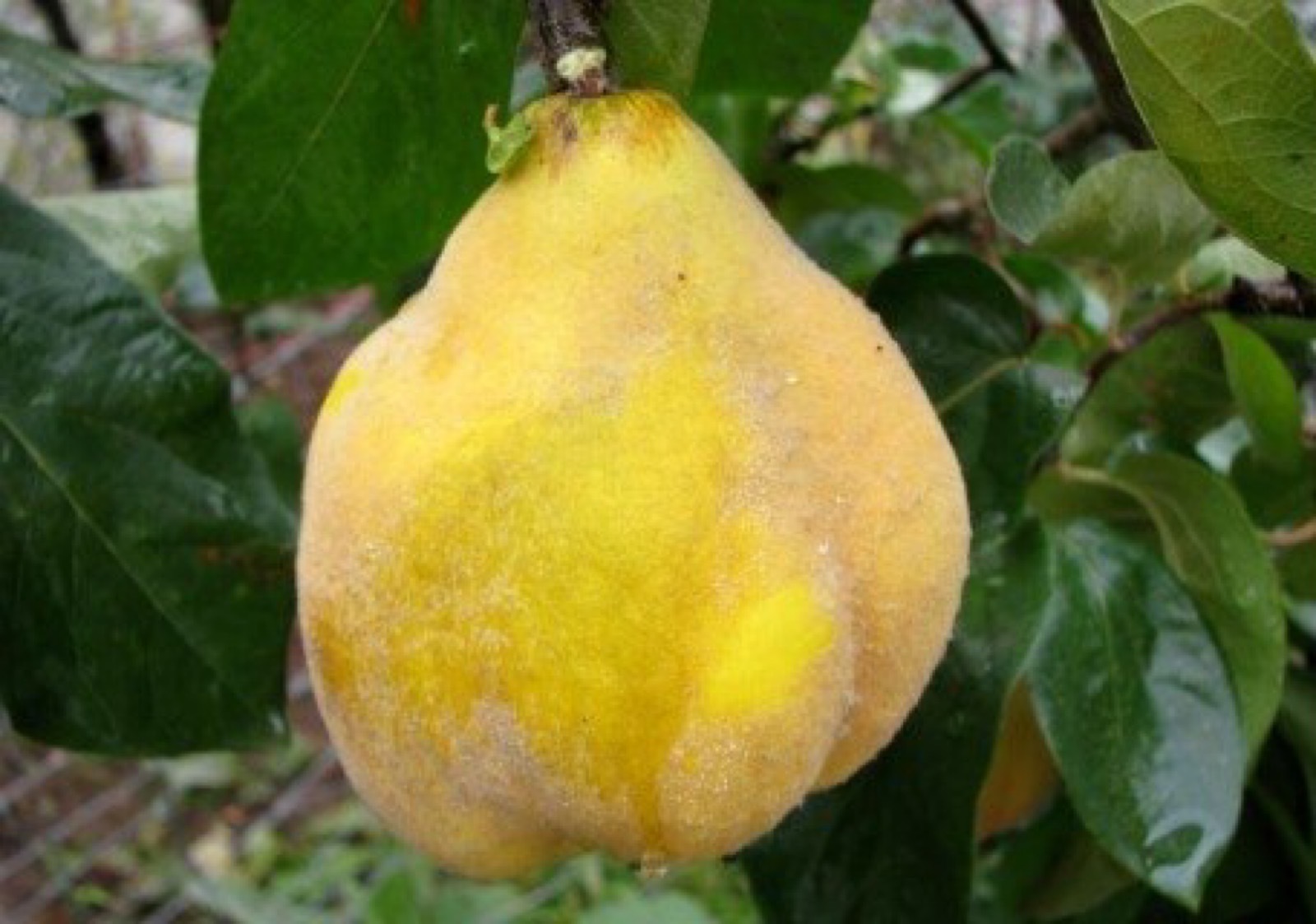 Smyrna Quince tree 67 ft (oversized). Bareroot plant Home & Garden