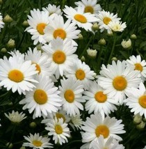 20 Shasta Daisy Chrysanthemum Perennial Heirloom Flower Nongmo Seeds From USA! - £6.69 GBP