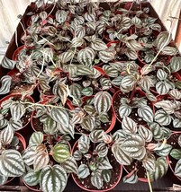 Harmony Foliage Peperomia Turboensis in 4 inch pots 30-Pack Bulk Wholesa... - £344.67 GBP