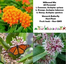 USA Non GMO 100 Seeds Milkweed Blend All Perennial Orange Common Showy Monarchs  - £7.04 GBP
