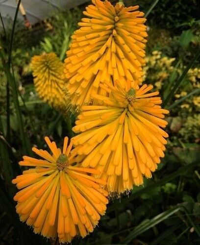25 Yellow Cheer Torch Lily Hot Poker Flower Perennial Seeds  - $15.99