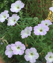 Light Blue/White Petunia Seeds 100Ctgood For Pot Ground Ez Growing  - $3.83