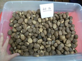 (tn-70) 20 pounds natural Tagua Nut whole nuts craft Carving Dried plain uncut - $267.40