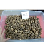 (tn-70) 20 pounds natural Tagua Nut whole nuts craft Carving Dried plain... - $365.72 CAD