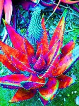 500 Seeds Charming Aloe Mix Excellent Houseplants Succulent Aloe Vera Bonsai Bea - £9.81 GBP