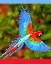 Scarlet Macaw parrot flying Art Print picture decor wall hanging &quot;8x10&quot; glossy - £5.45 GBP