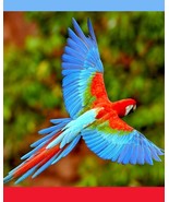Scarlet Macaw parrot flying Art Print picture decor wall hanging "8x10" glossy - £5.43 GBP