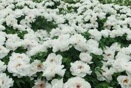 5 White Peony Flower Seeds for Garden - $10.00