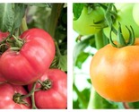 250mg Packet=66 Seeds Tomato Seeds - Slicing - Ponderosa Pink - £14.87 GBP