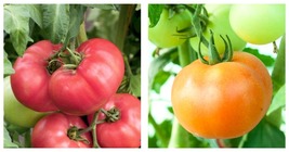 250mg Packet=66 Seeds Tomato Seeds - Slicing - Ponderosa Pink - £15.13 GBP