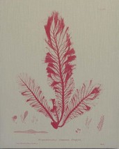 Wall Art Print Sea Fan 2 Inspired by an Original Published in the Mid-19th C - £298.52 GBP