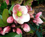 Helleborus Christmas Rose Usa Flower Seed Non Gmo - $10.49
