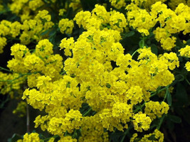 125 Seeds Alyssum Golden Tuft Basket Of Gold Heirloom Seeds Sprout Fast Beautify - £6.58 GBP