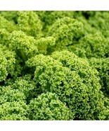 MX Kale Blue Curled Scotch Seeds Nutritious Heirloom Non GMO Bulk Seed - $14.16 CAD