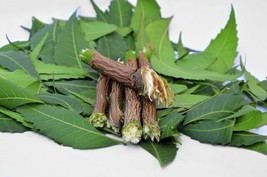 An item in the Health & Beauty category: 20 Pc Neem Sticks Azadirachta Indica Sticks DATUN for Teeth and Gums FREE SHIP