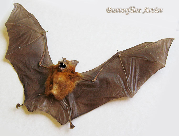 Real Gothic Vampire Bat Hipposideros Bicolor Framed Taxidermy Museum Sha... - $129.99