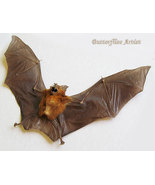 Real Gothic Vampire Bat Hipposideros Bicolor Framed Taxidermy Museum Sha... - $2,436.92 MXN