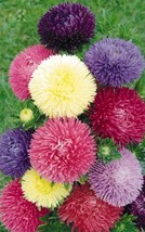 MBK 500 Powder Puff China Aster Seed Mix(Callistephus Chinensis)Cut Flow... - $202.53 MXN