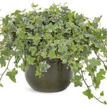 6 Live Plant White Green Glacier Ivy Well Rooted Variegated English Ivy Vines - £34.53 GBP