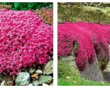 1000 Seeds RED Creeping Thyme Groundcover Perennial Low HERB Fragrant - £19.61 GBP