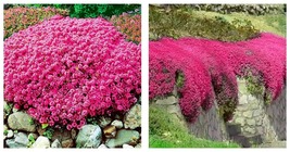 1000 Seeds RED Creeping Thyme Groundcover Perennial Low HERB Fragrant - $24.93