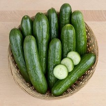 25 + Seeds  California Cucumbers Easy To Grow Fast Harvest Of 50 Days Vegetable  - £7.18 GBP