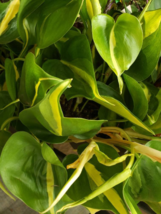 Brazil Brasil Philodendron Cordatum - Brazilian Pothos - Heart Leaf - $6.93