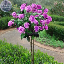 50 Seeds Qi Pai Purple Big Blooms Rose Tree Double Petals Compact Flowers Garden - $7.22