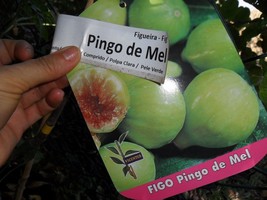 Rare figs * Honey Drop Fig Tree * Ficus Carica Pingo de Mel 3 cuttings - £19.65 GBP