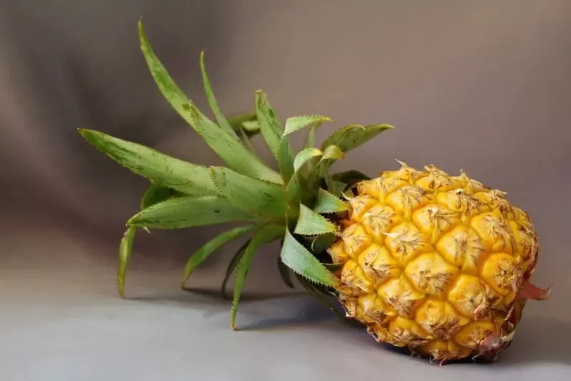 15 Maipure Pineapple Seeds for Garden Planting - $5.48