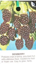 Lucretia Dewberry 1 Gallon Live Plant Nutritious Health Plants Sweet Dew... - $33.90