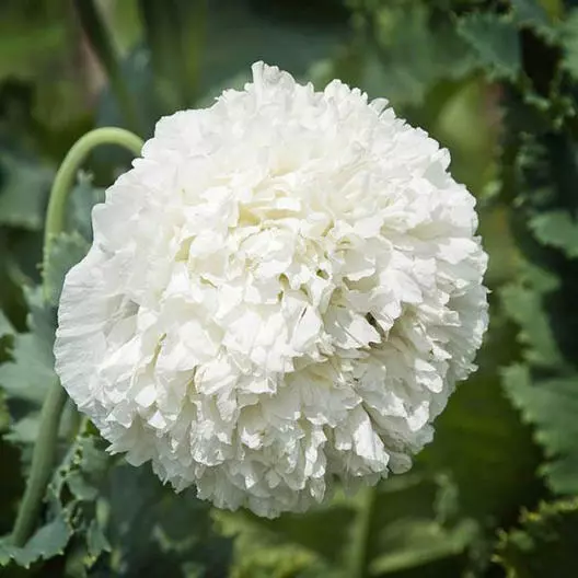 300 Seeds Poppy WHITE CLOUD Peony Double Blooms Breadseed Poppy Huge Blooms - £11.48 GBP