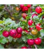 1 Barbados Cherry Tree Malpighia Emarginata Live Starter Plant Fruit Tre... - $25.60