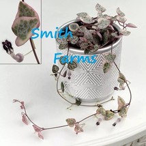 PPA 15+ Seeds Variegated String Of Hearts   House Plant-  Garden- Flowers - $6.83