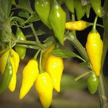 Fresh Seeds USA Pepper Seeds Lemon Drop Pepper Open Pollinated Vegetable... - £14.99 GBP