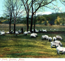 Sheep Franklin Park Boston Massachusetts Postcard Vintage 1910 - £9.39 GBP
