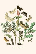 European Butterflies &amp; Moths by William Forsell Kirby 17 - Art Print - £17.42 GBP+