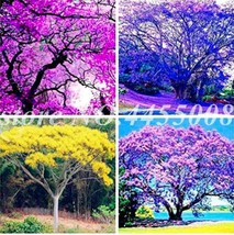 US Seller Jacaranda Mimosifolia Tree Seeds Mixed New Fresh Seeds - $16.74