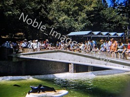 1959 San Diego Zoo Sea Lions Bridge Tourist California Kodachrome 35mm Slide - £4.35 GBP