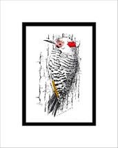 Northern Flicker Pen and Ink Print, Woodpecker - £22.88 GBP